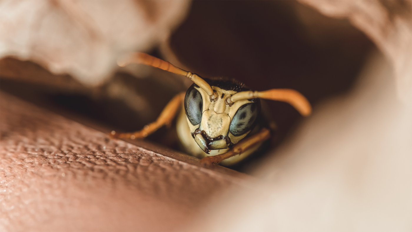 European paper wasp, Polistes dominula